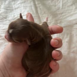 Noel - Chocolate and white female Chihuahua puppy in Austin, Indiana from Dog Bones N Harmony