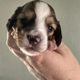 Flynn. (Walnut) - Cream male Dachshund puppy in Wolf Lake, Indiana from Canisteo Dachshunds
