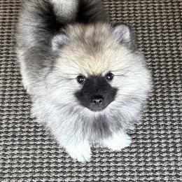 Keeshond and Pomeranian Puppies from Mary Schooner