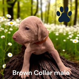 Brown collar - Silver gray male Weimaraner puppy in New London County, Connecticut from Meadow Ridge Weims and Danes