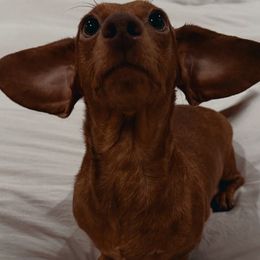 Lulu - Dachshund