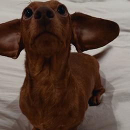 Lulu - Dachshund