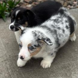 Marley - Blue merle and white male American Corgi puppy in Nortonville, Kansas from Low Riders Corgis & Mini Aussies