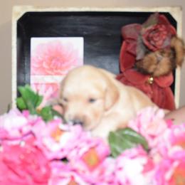 Orange - Golden female Golden Retriever puppy in Webster City, Iowa from Whispering Pines Precious Puppies