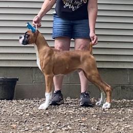 Skip - Fawn male Boxer puppy in Butler, Pennsylvania from Schaible's Boxer Huddle