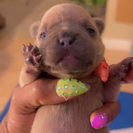 Prada - Brindle female French Bulldog puppy in Newport News, Virginia from Emotional Support Babies