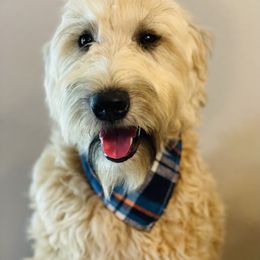 Riot - Soft Coated Wheaten Terrier