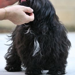 Della Rue is crate trained - Black female Russian Tsvetnaya Bolonka puppy in West Plains, Missouri from Must Be Frenchies & Crown Of Curls Bolonka