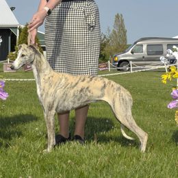 Tempe - Whippet