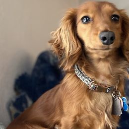 Fern - Dachshund