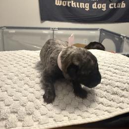 Lt Pink Collar - Tiger female Perro de Presa Canario puppy in Raleigh, North Carolina from Kings Court Kennel