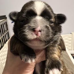 Royal blue-Charlie - Brindle and white male Shih Tzu puppy in Mays Landing, New Jersey from Fancy Paws Shorkies & Shih Tzus