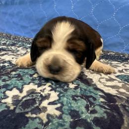 Jessie - Liver white and tan female English Springer Spaniel puppy in Coeur D'alene, Idaho from Springer Hollow