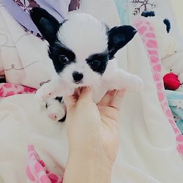 Mini Panda9800(tiny) - Black and white female Chihuahua puppy in Santa Rosa Beach, Florida from Eva's Chihuahua