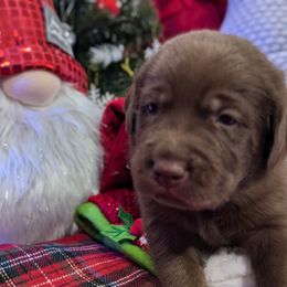 Labrador Retriever Puppies from Starfire Labradors