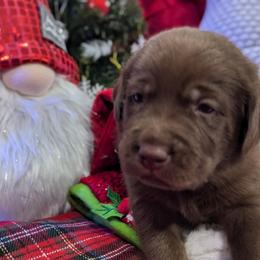 Labrador Retriever Puppies from Starfire Labradors