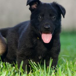 Yellow collar - Black male German Shepherd puppy in Inverness Highlands South, Florida from Von der Tetiaroa German Shepherd dogs