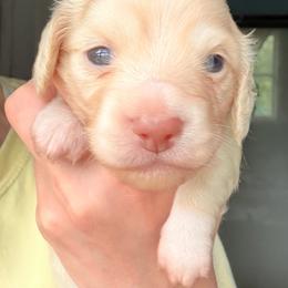 Light Roast - Cream female Dachshund puppy in Coldwater, Mississippi from Under the Stars Minis