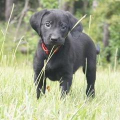 Mr. Red Collar - Black male Labrador Retriever puppy in Johnston, South Carolina from Dry Pond Retrievers, LLC