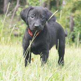 Mr. Red Collar - Black male Labrador Retriever puppy in Johnston, South Carolina from Dry Pond Retrievers, LLC