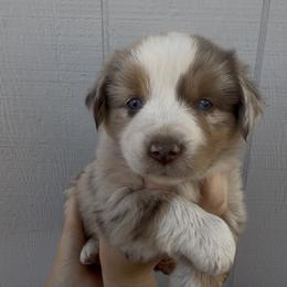 Annie - Blue merle female Miniature Australian Shepherd puppy in North Lakeport, California from Wild Rose Ranch