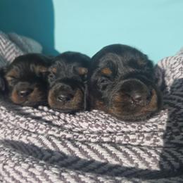 Frank - Black and tan male Dachshund puppy in Riverdale, Utah from Holly Jolly Dachshunds