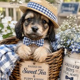 Mr. Red-2400 - Cream male Dachshund puppy in Ocala/Gainesville, Florida from From the Heart Doxies