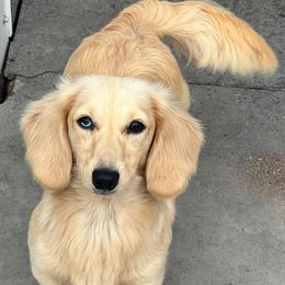 Latte - Dachshund