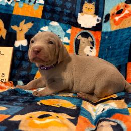 Dark Purple Collar - Silver gray female Weimaraner puppy in Sevierville, Tennessee from K&K Weimaraners