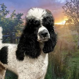 Rocco - Poodle