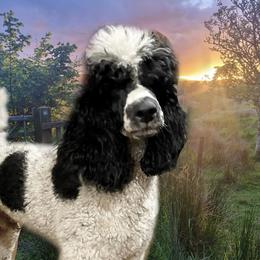 Rocco - Poodle