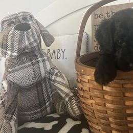 Pointer and Poodle Puppies from Carol's Poodles