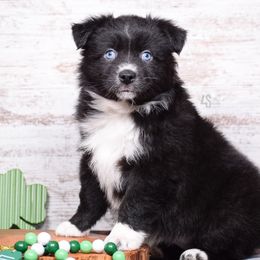 Tackle - Black & white Miniature Australian Shepherd puppy in Marion, Michigan from 4 Seasons Aussies
