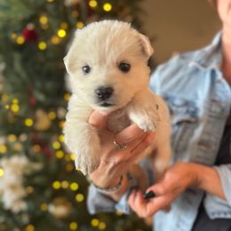 Pink Female - White female Berger Blanc Suisse puppy in Brooksville, Florida from Vom Hundhaus Shepherds