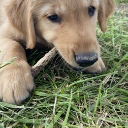 Golden Retriever Puppies from Hearth & Homestead