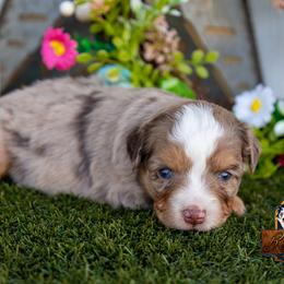 Breeze - Red merle female Miniature American Shepherd puppy in Granbury, Texas from Best Little Aussies