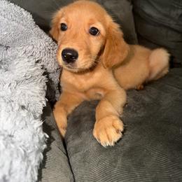 Girl 2 - Golden female Golden Retriever puppy in Collins, Georgia from Beards Creek Kennels