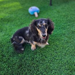 Rip's Reckoning - Dapple male Dachshund puppy in Tucson, Arizona from Crowned Doxies