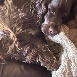 English Springer Spaniels from Taylor Family Kennels