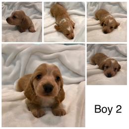 AKC BOY 2 - Piebald male Dachshund puppy in Bolivar Peninsula, Texas from A and G Dachsunds