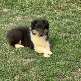Tri Girl - Black white and tan female Shetland Sheepdog puppy in Shirley, Arkansas from Lucky Pups