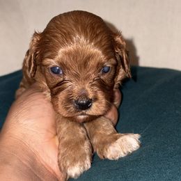 Hermione - Red female Cavapoo puppy in El Sobrante, California from Mckendra's Legacy
