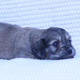 Whisper - Cream female Dachshund puppy in Murray, Kentucky from Shadow Ridge Farms