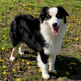 Pepper - Australian Shepherd