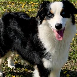 Pepper - Australian Shepherd