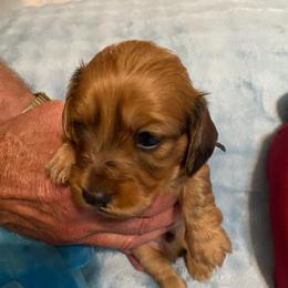 Duffy soft wire hair - Red male Dachshund puppy in Elizabethtown, Kentucky from Teeny Tiny Puppy Tails