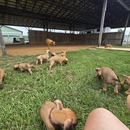 Rhodesian Ridgeback Puppies from Chilolo
