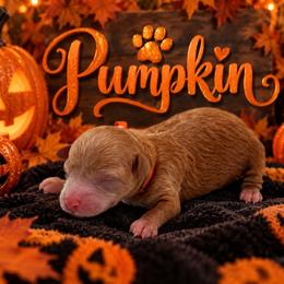Pumpkin - Apricot female Poodle puppy in Southampton, New Jersey from Lavishly Loved Pets LLC