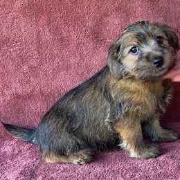 Turquoise Girl - Grizzle female Norfolk Terrier puppy in Bristol, Tennessee from Holston Hollow Farm