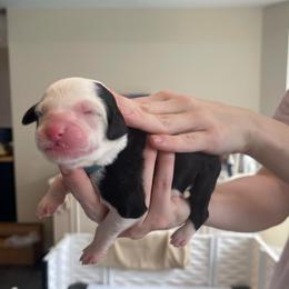 Ireland - Black and white female Sheepadoodle puppy in Rocky Point, North Carolina from CelticDoods